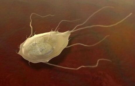 Les Giardia sont aussi des parasites !