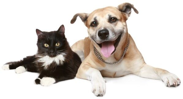 Les animaux sont une source d'infection parasitaire.