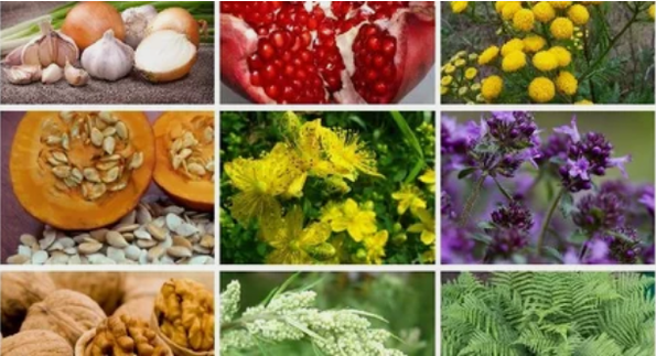 Traitement des parasites dans le corps humain avec des remèdes populaires