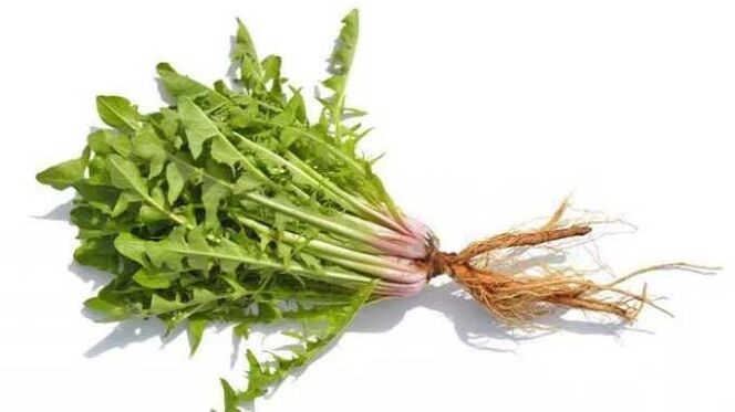 racine de pissenlit à Normadex